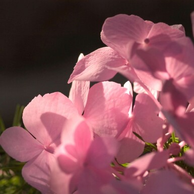 Hydrangea macrophylla 'The Original Pink' C1,5 10-15