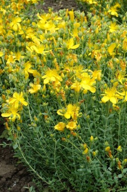 Hypericum olympicum 'Grandiflorum' Olympjohannesört 5-10 i kruka P9 Hypericum olympicum 'Grandiflorum'