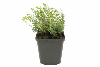 Hypericum olympicum 'Grandiflorum' Olympjohannesört 5-10 i kruka P9 Hypericum olympicum 'Grandiflorum'