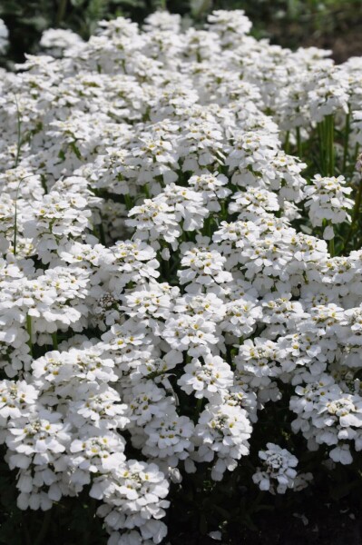 Iberis sempervirens 'Snowflake' Vinteriberis 5-10 i kruka P9 Iberis sempervirens 'Snowflake'