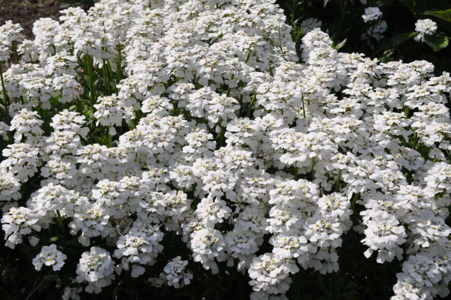 Iberis sempervirens 'Snowflake' Vinteriberis 5-10 i kruka P9 Iberis sempervirens 'Snowflake'