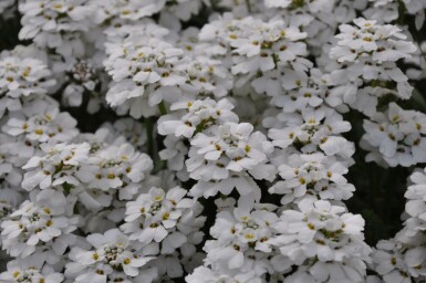 Iberis sempervirens 'Snowflake' Vinteriberis 5-10 i kruka P9 Iberis sempervirens 'Snowflake'