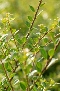 Ilex crenata 'Stokes' C2 20-30