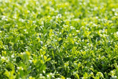 Ilex crenata 'Stokes' C2 20-30