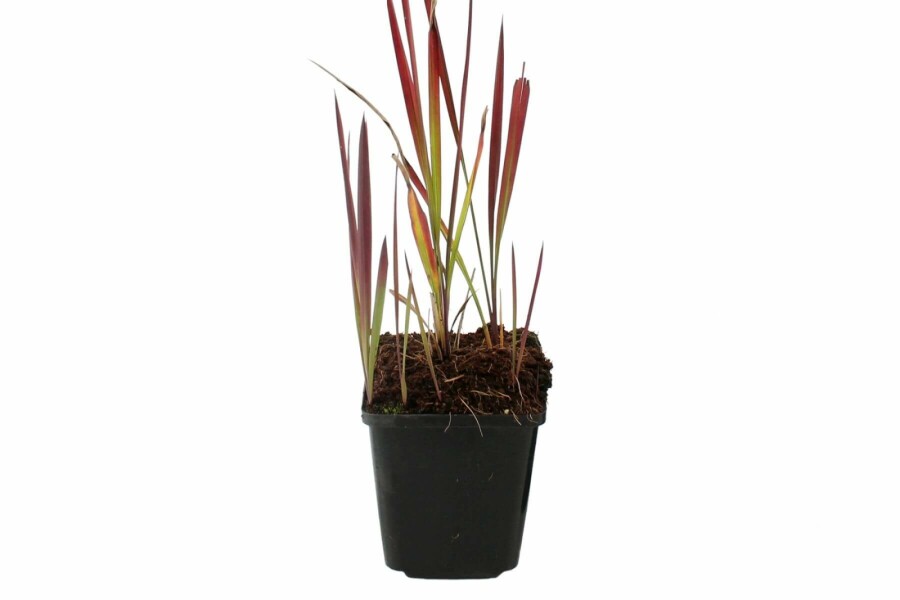 Imperata cylindrica 'Red Baron' Japanskt blodgräs 5-10 i kruka P9 Imperata cylindrica 'Red Baron'