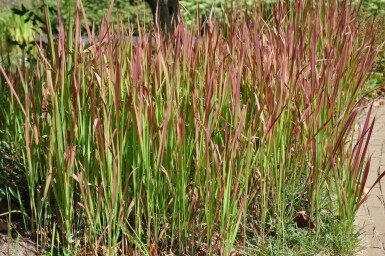 Imperata cylindrica 'Red Baron' Japanskt blodgräs 5-10 i kruka P9 Imperata cylindrica 'Red Baron'
