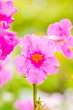 Incarvillea delavayi Rosenincarvillea 5-10 i kruka P9 Incarvillea delavayi