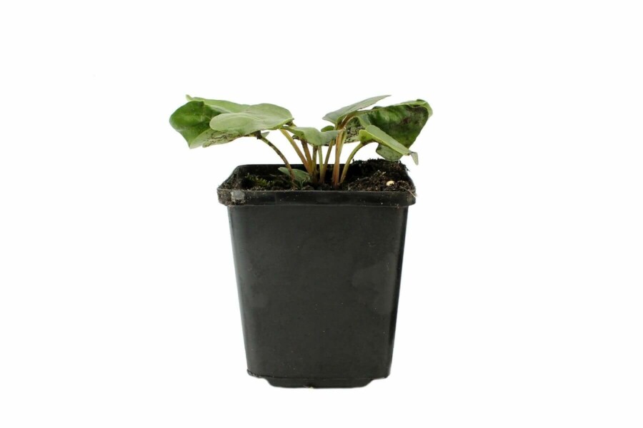 Incarvillea delavayi Rosenincarvillea 5-10 i kruka P9 Incarvillea delavayi