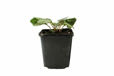 Incarvillea delavayi Rosenincarvillea 5-10 i kruka P9 Incarvillea delavayi