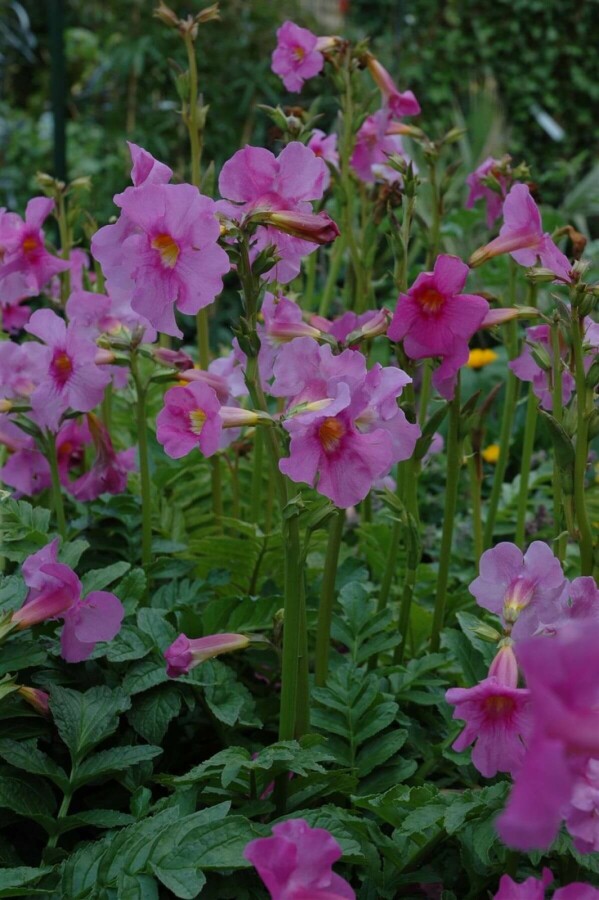 Incarvillea delavayi Rosenincarvillea 5-10 i kruka P9 Incarvillea delavayi