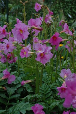 Incarvillea delavayi Rosenincarvillea 5-10 i kruka P9 Incarvillea delavayi