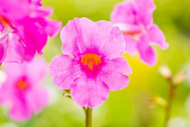 Incarvillea delavayi Rosenincarvillea 5-10 i kruka P9 Incarvillea delavayi