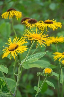Inula ensifolia SvÀrdkrissla 5-10 i kruka P9 Inula ensifolia