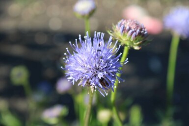 Jasione laevis 'Blaulicht' Franska blåmunkar 5-10 i kruka P9 Jasione laevis 'Blaulicht'