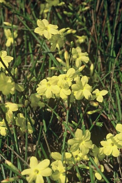 Jasminum nudiflorum C12 125-150