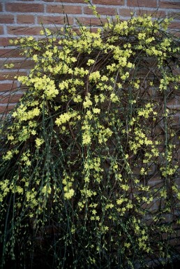 Jasminum nudiflorum C12 125-150