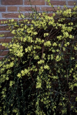Jasminum nudiflorum C12 125-150