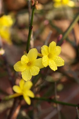 Jasminum nudiflorum C12 125-150