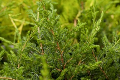 Juniperus communis 'Repanda' C2 15-20