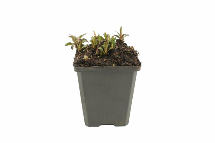 Kalimeris incisa 'Nana Blue' Fjäderaster 5-10 i kruka P9 Kalimeris incisa 'Nana Blue'