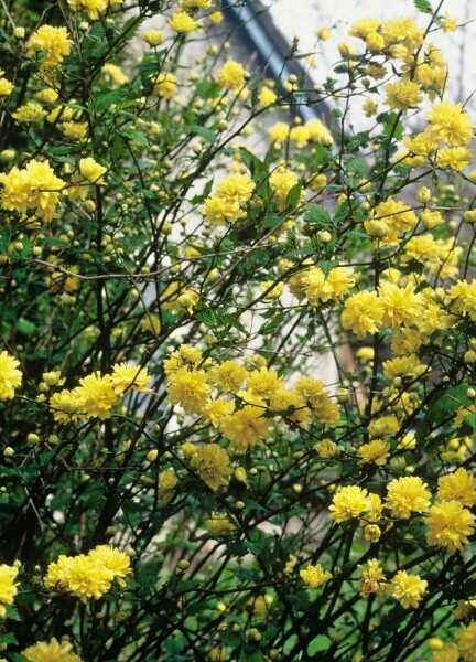 Kerria japonica 'Pleniflora' C12 100-120