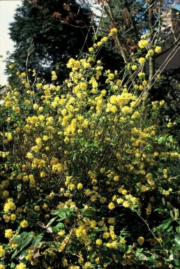 Kerria japonica 'Pleniflora' C12 100-120
