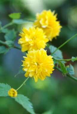 Kerria japonica 'Pleniflora' C12 100-120