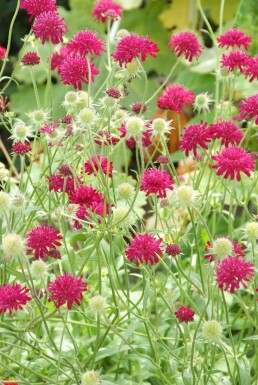 Knautia macedonica Grekvädd 5-10 i kruka P9 Knautia macedonica