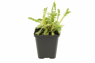 Knautia macedonica Grekvädd 5-10 i kruka P9 Knautia macedonica