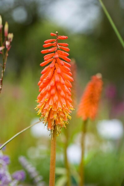 Kniphofia 'Alcazar' Fackelliljor 5-10 i kruka P9 Kniphofia 'Alcazar'