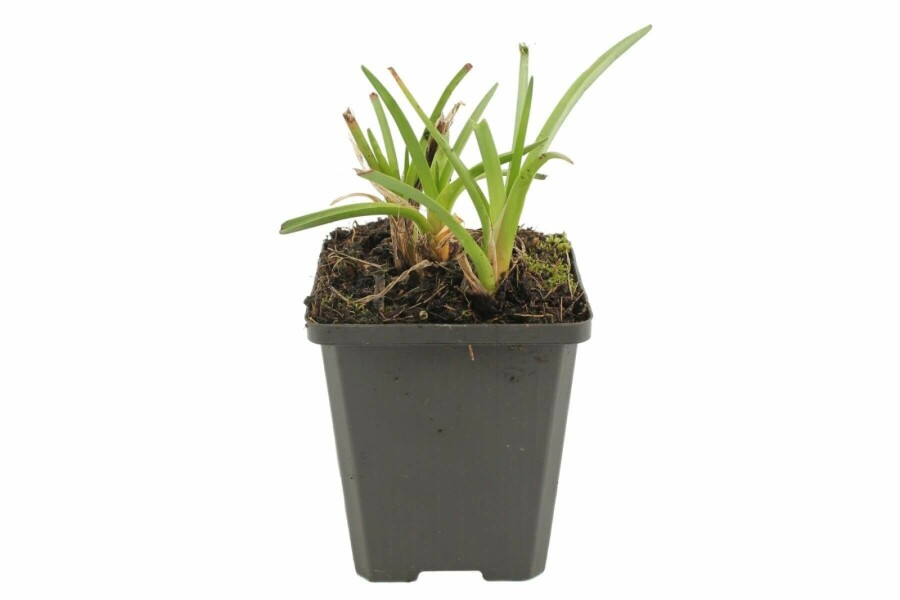 Kniphofia 'Alcazar' Fackelliljor 5-10 i kruka P9 Kniphofia 'Alcazar'