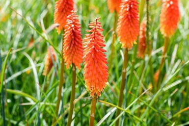 Kniphofia 'Alcazar' Fackelliljor 5-10 i kruka P9 Kniphofia 'Alcazar'