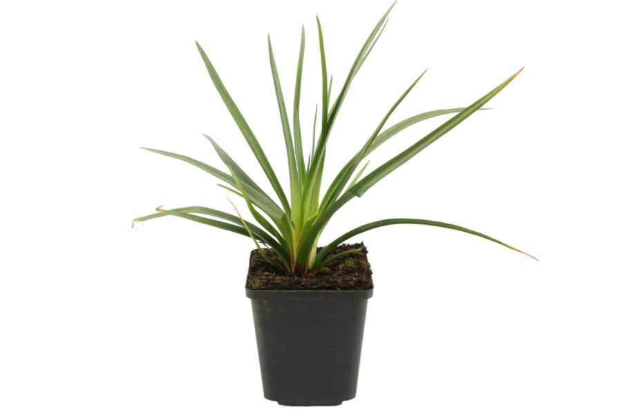 Kniphofia uvaria 'Royal Castle' Fackellilja 5-10 i kruka P9 Kniphofia uvaria 'Royal Castle'