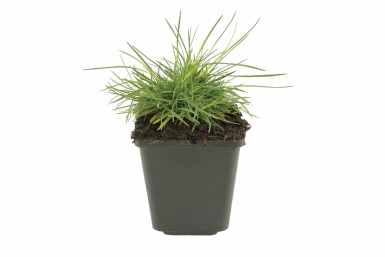 Koeleria glauca Tofsäxing 5-10 i kruka P9 Koeleria glauca