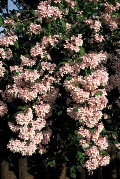 Kolkwitzia amabilis 'Pink Cloud' C12 80-100