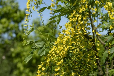 Laburnum × watereri 'Vossii' C12 100-125