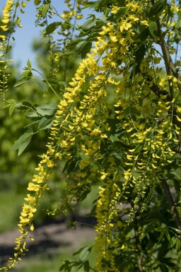 Laburnum × watereri 'Vossii' C12 100-125