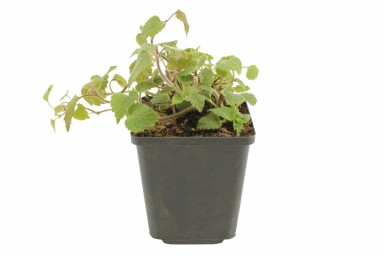 Lamium galeobdolon 'Florentinum' Vanlig gulplister 5-10 i kruka P9 Lamium galeobdolon 'Florentinum'