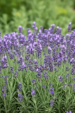 Lavandula angustifolia 'Dwarf Blue' Lavendel 5-10 i kruka P9 Lavandula angustifolia 'Dwarf Blue'