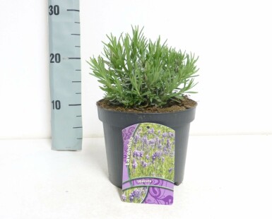 Lavandula angustifolia 'Hidcote' Lavendel 10-15 i kruka C2