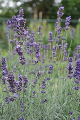 Lavandula angustifolia 'Hidcote' Lavendel 10-15 i kruka C2