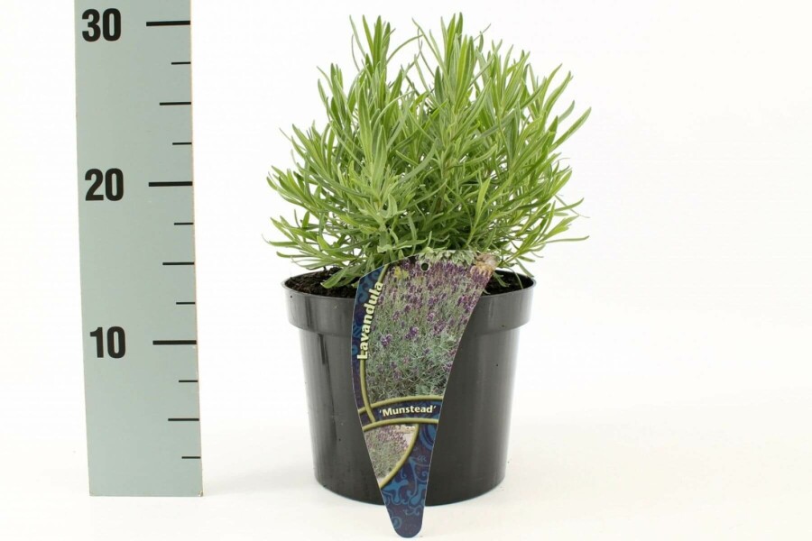 Lavandula angustifolia 'Munstead' Lavendel 10-15 i kruka C2 Lavandula angustifolia 'Munstead'