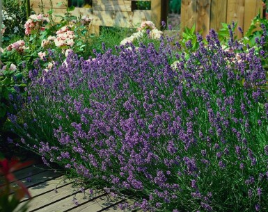 Lavandula angustifolia 'Munstead' Lavendel 10-15 i kruka C2 Lavandula angustifolia 'Munstead'