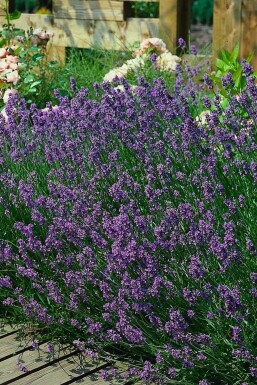 Lavandula angustifolia 'Munstead' Lavendel 5-10 i kruka P9