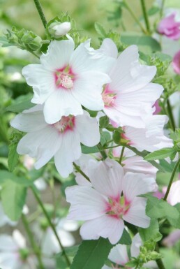 Lavatera 'Barnsley' Sommarmalvor 5-10 i kruka P9 Lavatera 'Barnsley'