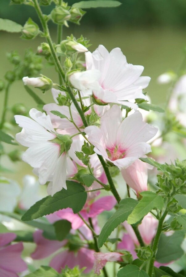 Lavatera 'Barnsley' Sommarmalvor 5-10 i kruka P9 Lavatera 'Barnsley'