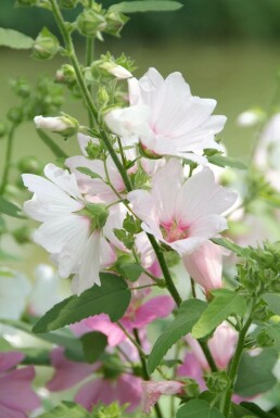 Lavatera 'Barnsley' Sommarmalvor 5-10 i kruka P9 Lavatera 'Barnsley'