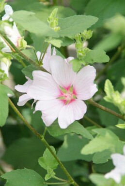 Lavatera 'Barnsley' Sommarmalvor 5-10 i kruka P9 Lavatera 'Barnsley'