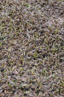 Leptinella potentillina 'Platt's Black' Krypkotulor 5-10 i kruka P9 Leptinella potentillina 'Platt's Black'