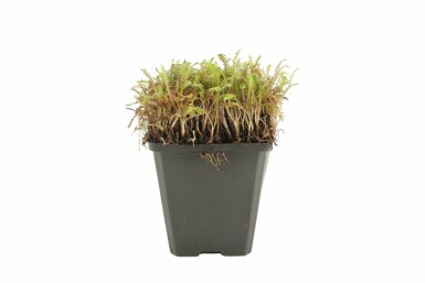 Leptinella potentillina 'Platt's Black' Krypkotulor 5-10 i kruka P9 Leptinella potentillina 'Platt's Black'